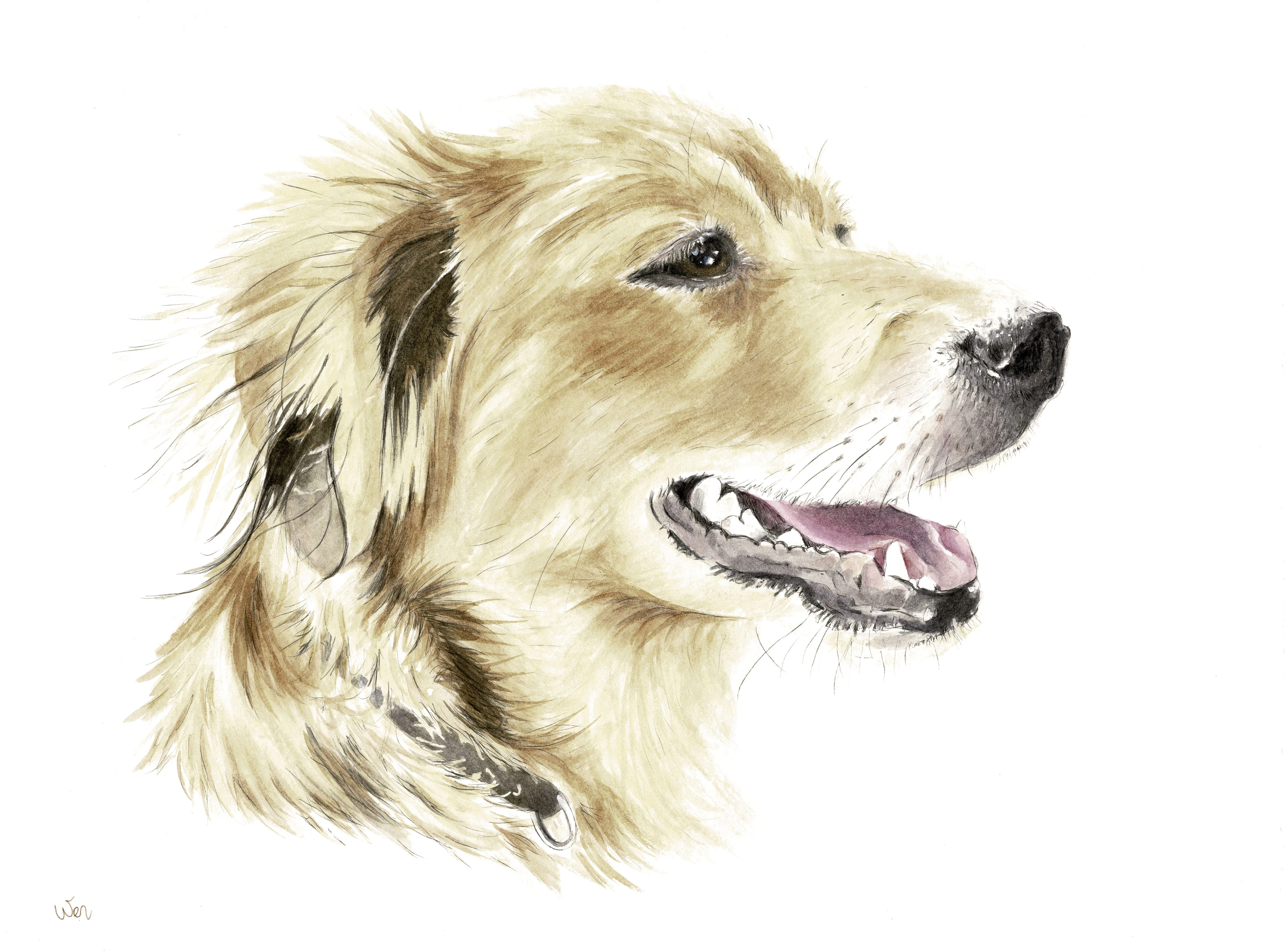 Aquarel drawn dog