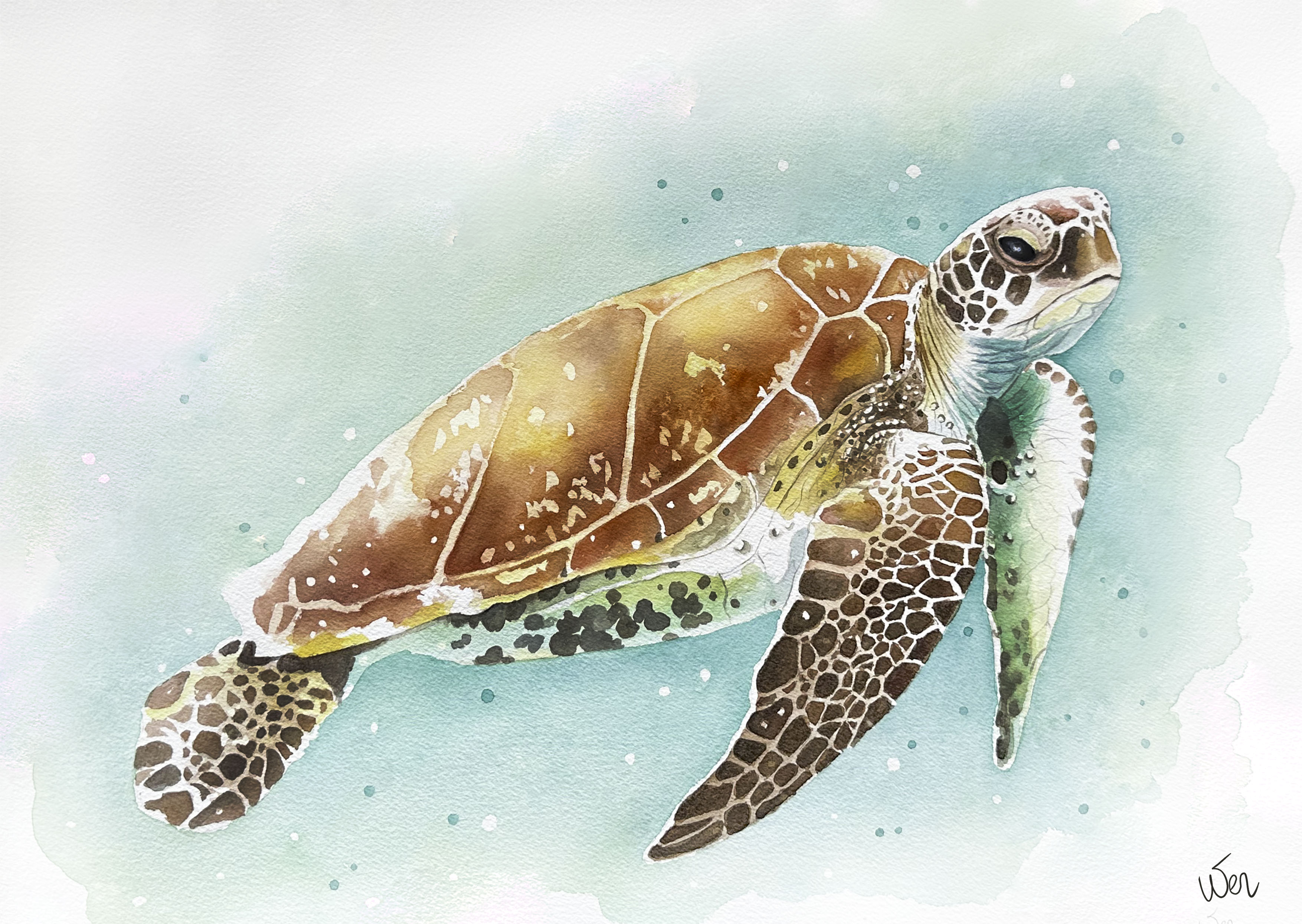 Schildpad Aquarel