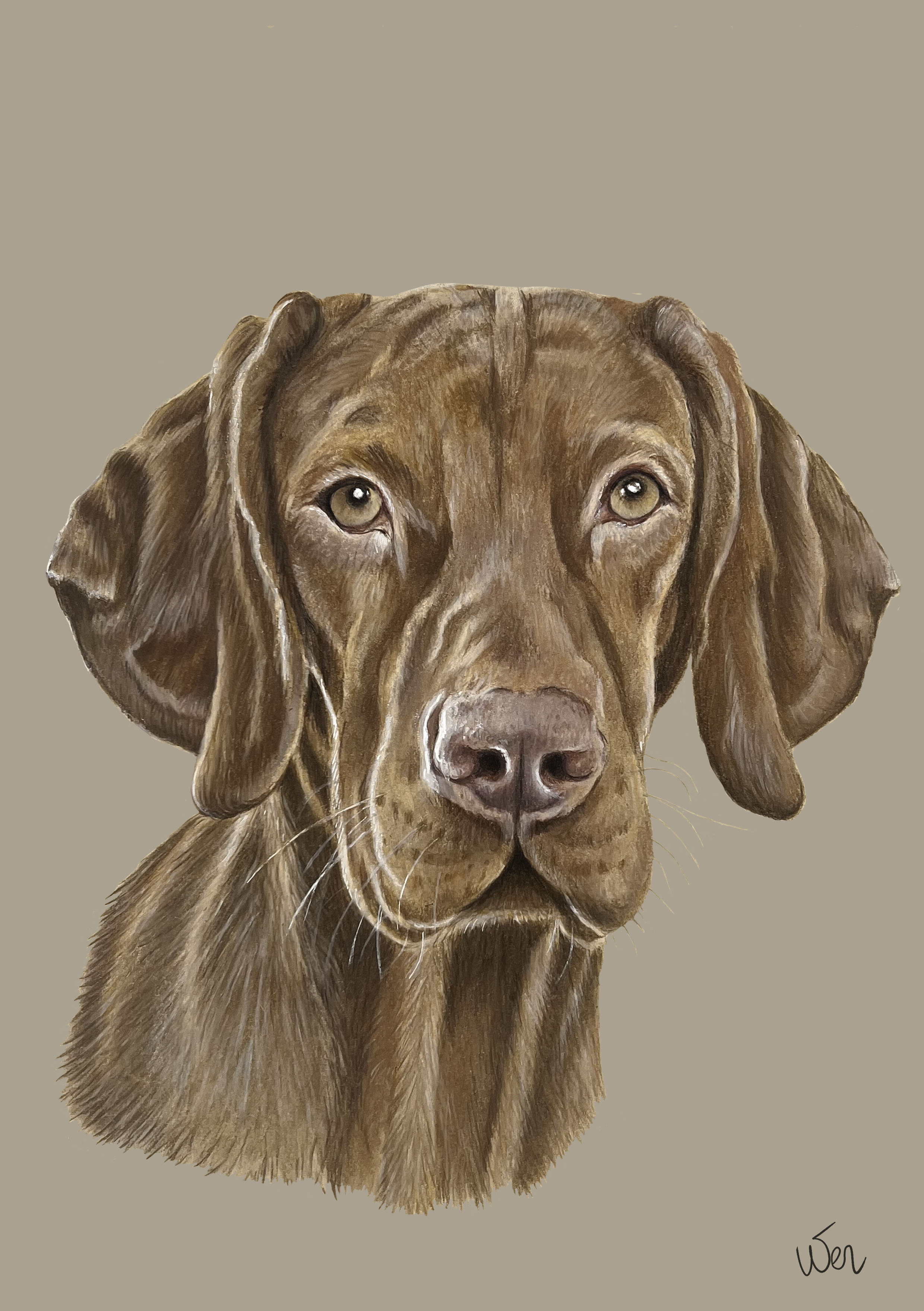 Hond (Viszla) Potlood en Panpastel